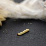 a closup view of a white fly larvae, , maggots, into the food