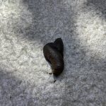 480248d1686249617-identification-excrements-46cf8d3a-6bea-4828-bb58-528b060b7ef4