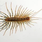 Comment-se-debarrasser-des-mille-pattes