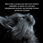 Hommage-a-mon-chat-decede-1024×1024