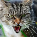 chat-agressif-que-faire-1200×800