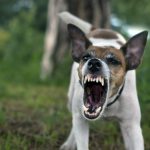 chien-agressif
