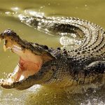 crocodile