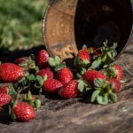mangez-des-fraises-rouges-et-des-grosses-fraises-du-jardin-en-reve-qu