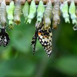 papillon-064708-650-400