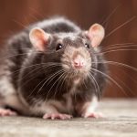 reve-de-rat-1024×627