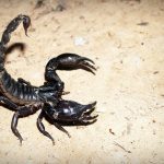 rever-d-attaque-de-scorpion