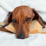 un-grand-chien-rouge-a-mordu-en-reve-quelle-signification-decryptage-gqbp5sz6
